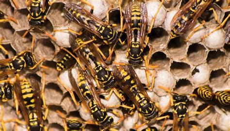 Hornet Nest Vs Wasp Nest – Differences You Never Knew