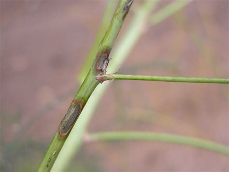 Watch for Diseases in Asparagus – ONvegetables