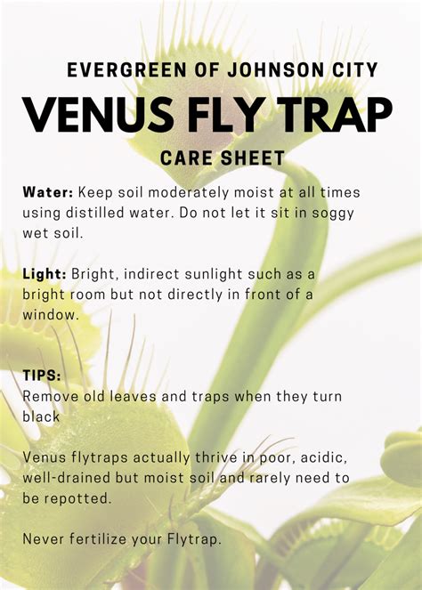 Venus Fly Trap Care Sheet - Evergreen of Johnson City, TN