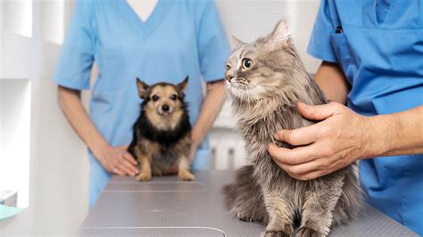 Orlando, FL Veterinary Services | Econ River Animal Hospital