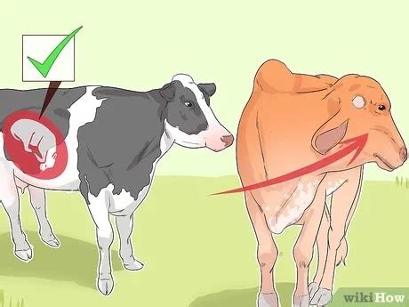 How to check pregnancy in Cows