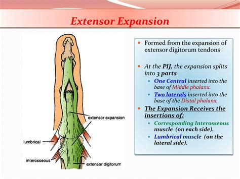 PPT - Dr. Saeed Vohra PowerPoint Presentation, free download - ID:2822226