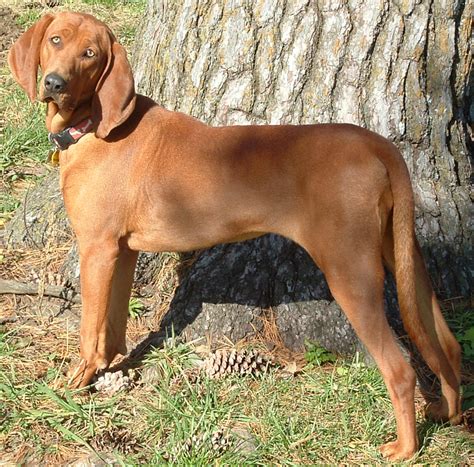 Redbone Coonhound Breeders in the USA with Puppies for Sale | PuppyHero