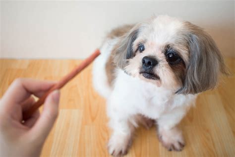 The Ultimate Shih Tzu Feeding Chart — How To Feed Your Dog