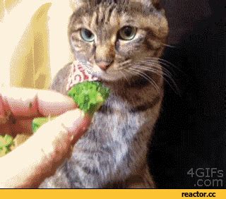 Vegetables GIF - Find & Share on GIPHY