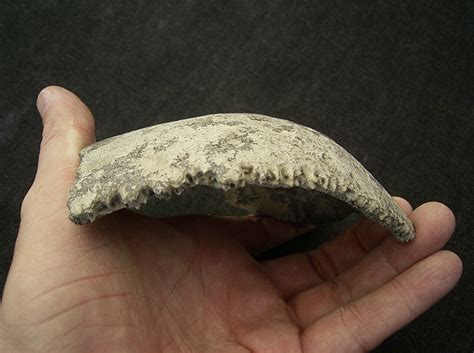 Cro-Magnon skull? - Fossil ID - The Fossil Forum