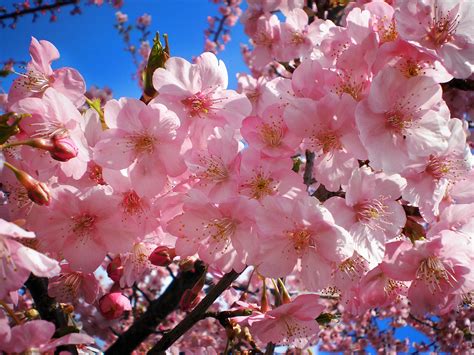 The Significance Of The Cherry Blossoms In Japan