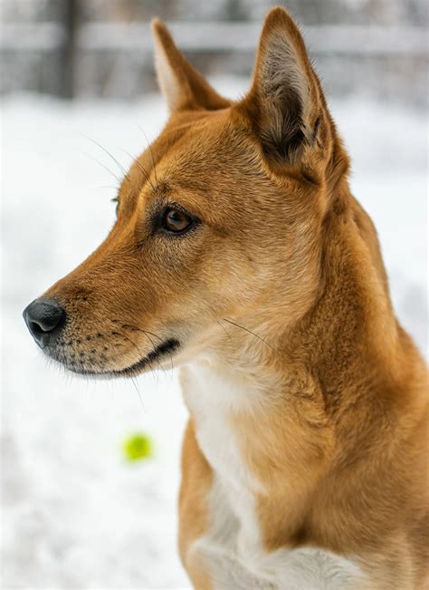 How Much Are Korean Jindo Dogs? Jindo Price Pointers!