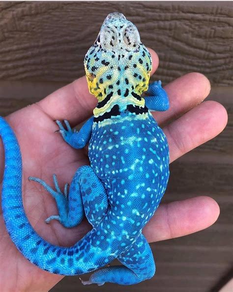 Reptiles Animals Wildlife 🔵 on Instagram: “Blazing blue collared lizard ...