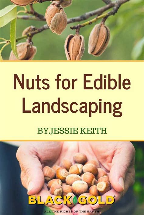 Nuts For Edible Landscaping | Edible landscaping, Food garden, Fruit garden