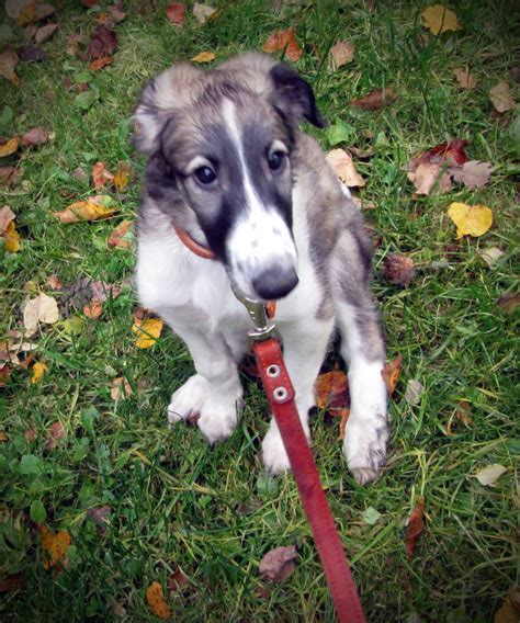 Borzoi puppy | Borzoi puppy, Borzoi, Dog breeds