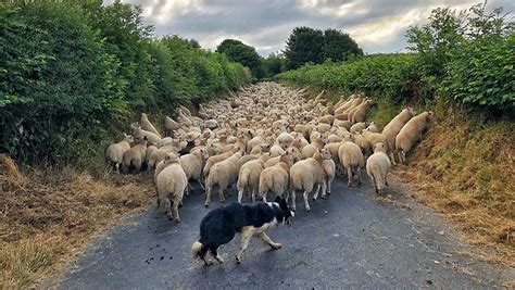 Photos: 5 stunning pictures show best of Welsh farming - Farmers Weekly