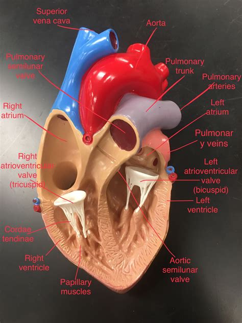 Pin by Tanea Ferariu on Nursing school notes | Basic anatomy and ...