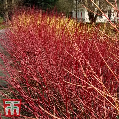 Cornus Stolonifera Arctic Fire® Red | ubicaciondepersonas.cdmx.gob.mx