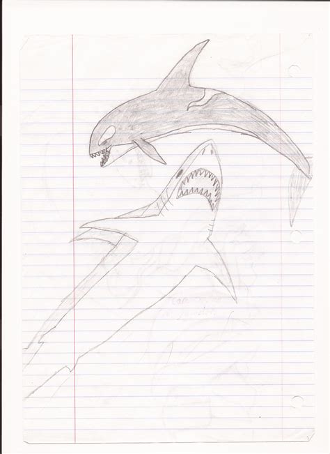 Megalodon vs. Orca by HolyHellishDrake on DeviantArt