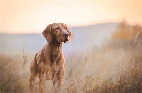 Hunting Dog Profile: The Graceful, Genial Smooth-Coated Hungarian Vizsla | GearJunkie