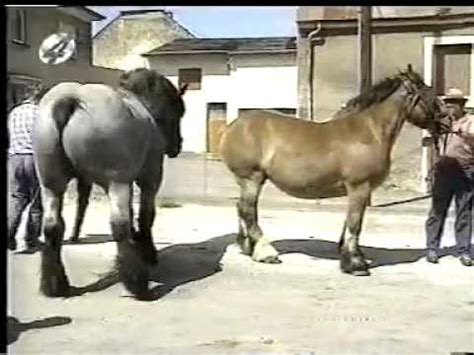 Drafthorse mating mpg - YouTube