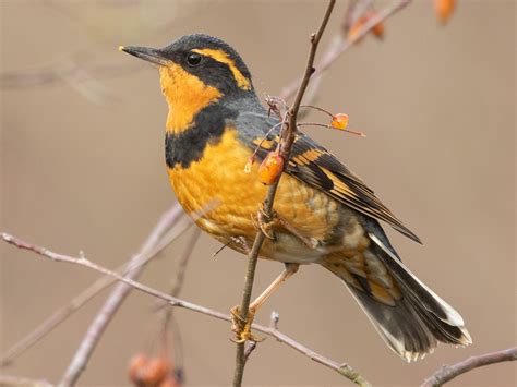 Varied Thrush - eBird