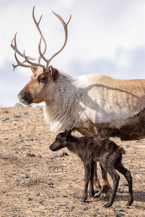 Adopt A Reindeer - Alaska Wildlife Conservation Center