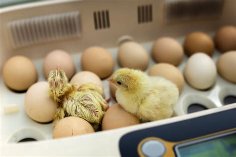 Meat Chicken Hatching Eggs at Lorraine Mann blog