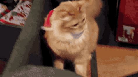 Santa Hat Murphy The Cat GIF by Cheezburger - Find & Share on GIPHY