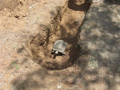 Desert Tortoise Burrow