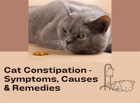 Cat Constipation - Symptoms, Causes, and Remedies