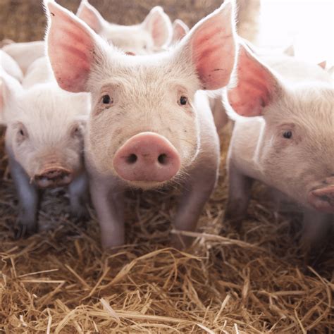 What to know about pig welfare | RSPCA Approved