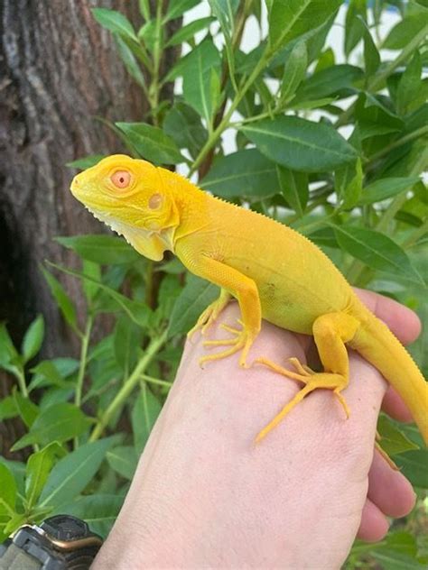 Albino Green Iguanas for sale | Snakes at Sunset