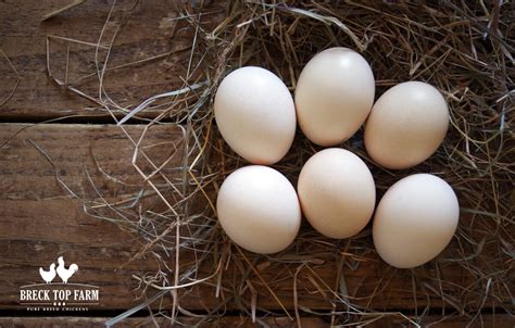 silkie-eggs – Breck Top Farm