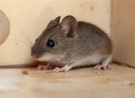 A Complete Guide To Identifying & Controlling Mice In Maine