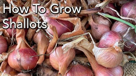 How to Grow Shallots - Planting To Harvest - YouTube