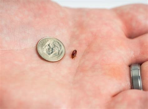 Bedbug panic: What are bedbugs, and how do we avoid them? | PostIndependent.com