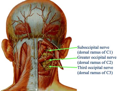 Pin by Los Guaduales on Knowing my body | Occipital nerve block, Nerve ...