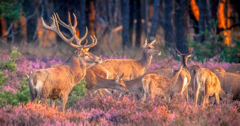 Wildlife in the Netherlands: 5 Dutch animals to spot