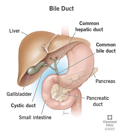 What Are Bile Ducts?
