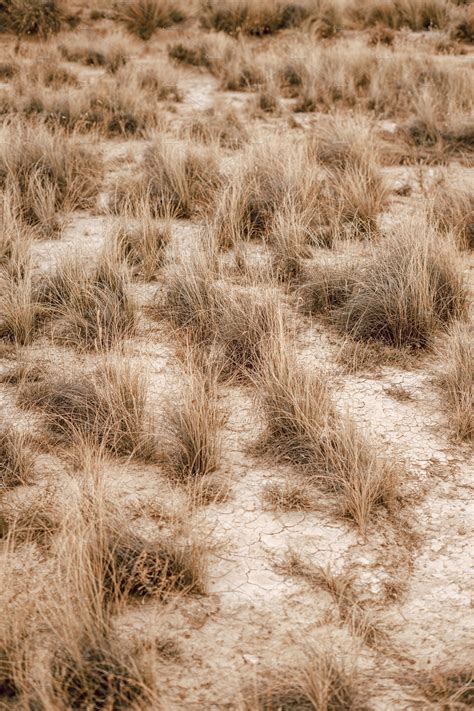 Desert plants growing on dry soil | Stock Photos ~ Creative Market