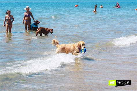 Pet-Friendly Beaches in Italy: an Updated List