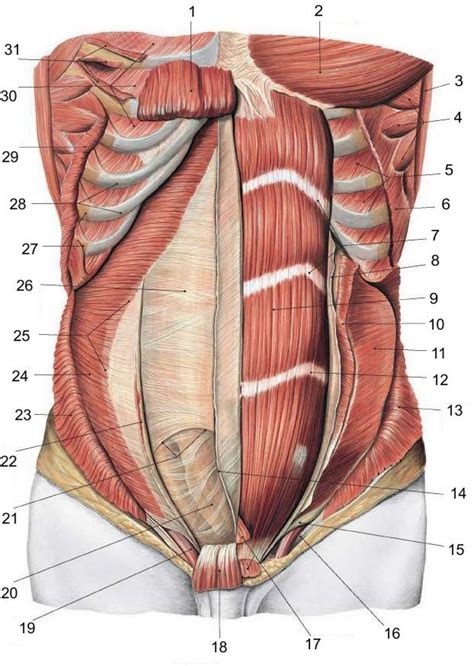 Diagram Of Women Abdomen