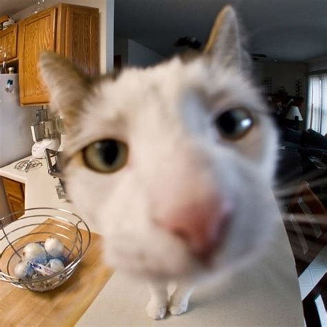 Create meme "cat fisheye, cat marsik, cat fisheye" - Pictures - Meme ...