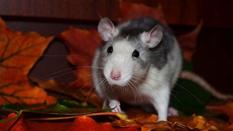 Will Rats Nest In Your Attic Fiberglass Insulation?