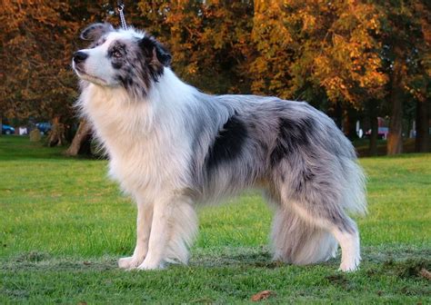 The Blue Merle Border Collie: 5 Things You Didn't Know