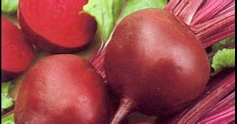 Manfaat dan Khasiat Buah Bit Merah | Blog TaniPedia | Informasi Pertanian Agro