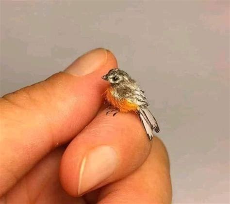 hoho on Twitter: "RT @jimrosecircus1: The smallest bird in the world is the Zunzunito, also know ...