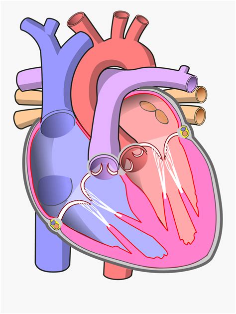 Simple Heart Diagram Without Labels