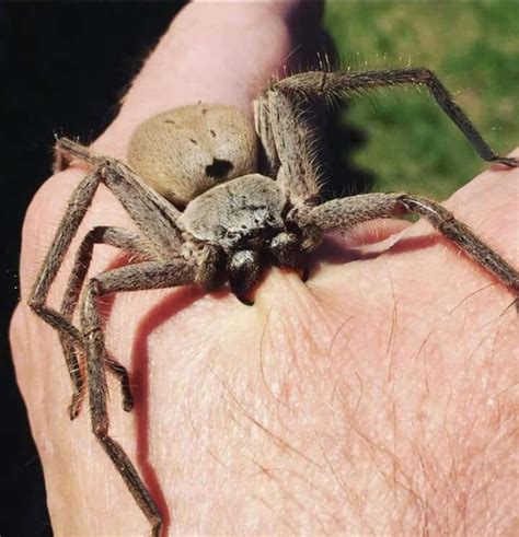 Australian Huntsman Spider