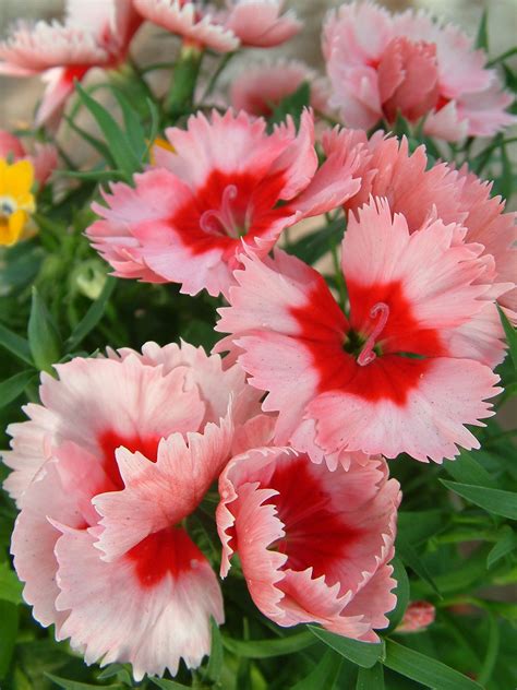 Oderings Garden Centre | Bedding - Dianthus Strawberry Parfait