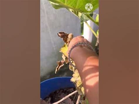 Anjeer plant care #Fig plant #viral #ytshorts #treanding #ytviral - YouTube