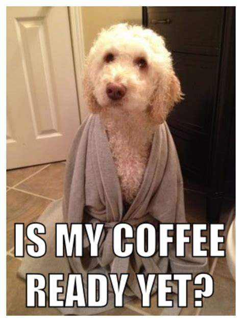 Sunday morning is a robe kind of morning, even for the dog! #lazyday #coffee #robe #pets #sunday ...