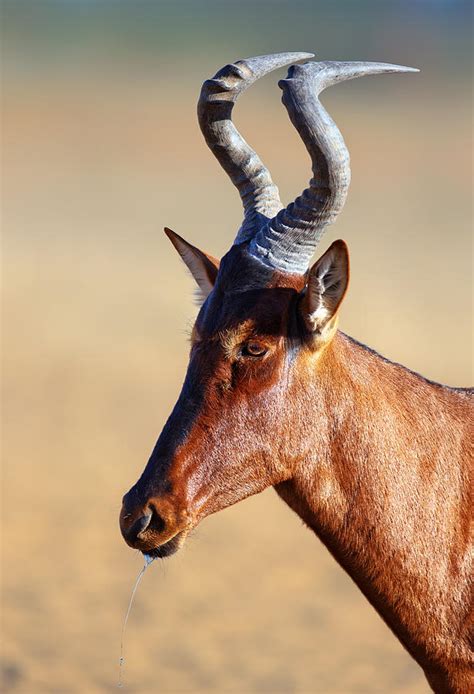 Red Hartebeest Portrait Photograph by Johan Swanepoel